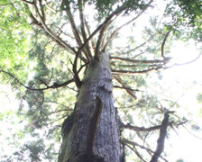 辻村さんの山見学