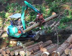 和留沢地区の帯状間伐
