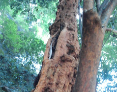 小田原市早川のビランジュの木