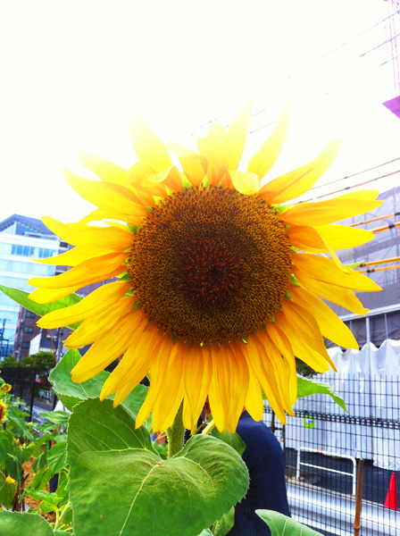 ひまわりガーデン代官山