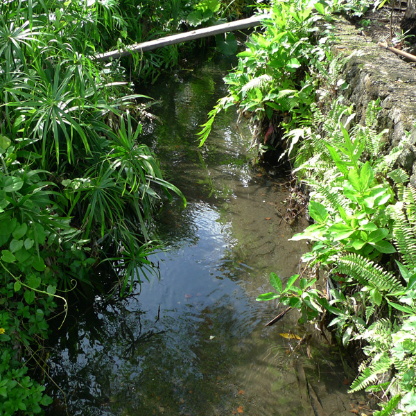 インドネシア　センセイシャ
