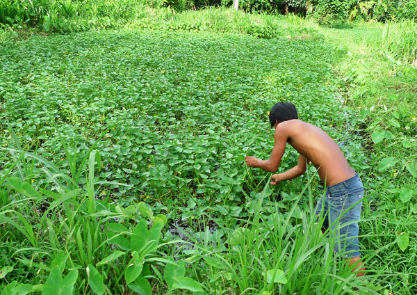 インドネシア　センセイシャ
