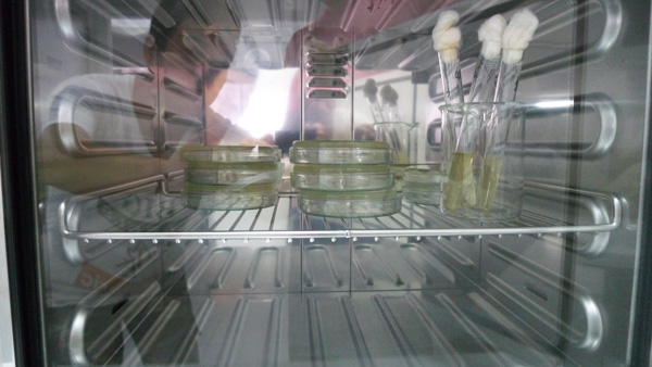 インドネシア　センセイシャ