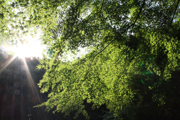 辻村さんの山見学