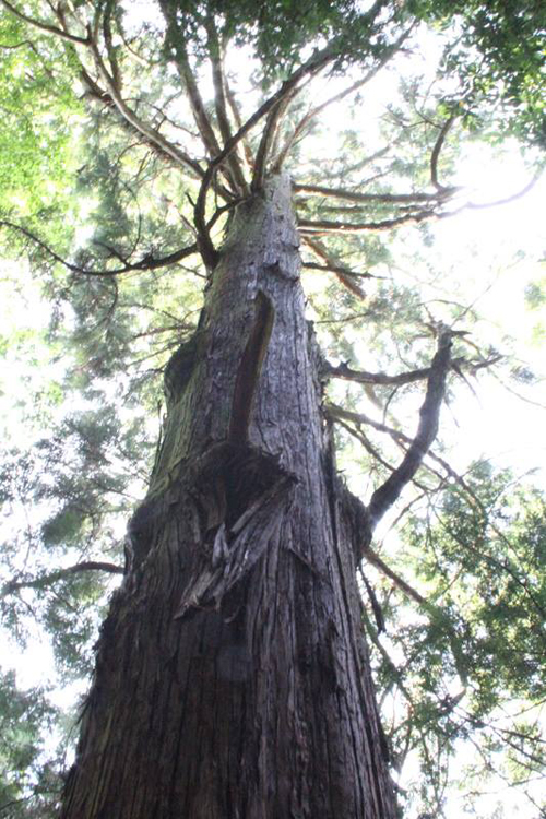 辻村さんの山見学
