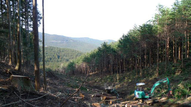 和留沢地区の間伐