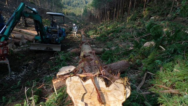 和留沢地区の帯状間伐