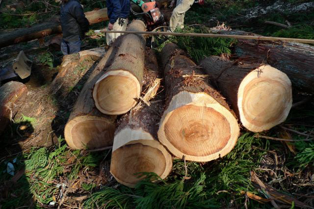 和留沢地区の帯状間伐