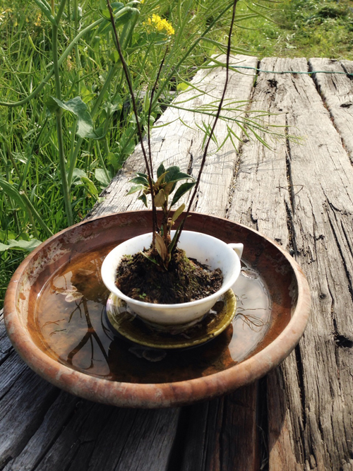 新芽其のニ★NARAYA CAFEさんから頂いたミニ盆栽