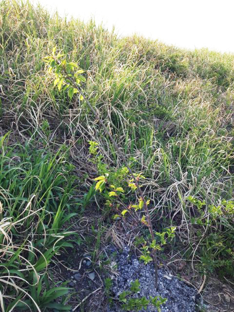 新芽其の一★土手に植えた河津さくら
