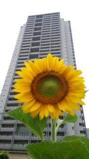 ひまわりガーデン代官山坂プレオープンセレモニー