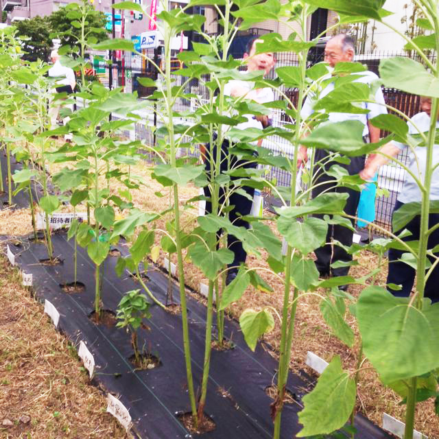 ひまわりガーデン代官山坂プレオープンセレモニー