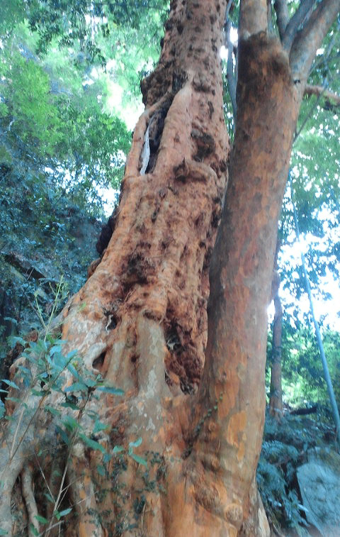 小田原市早川のビランジュの木