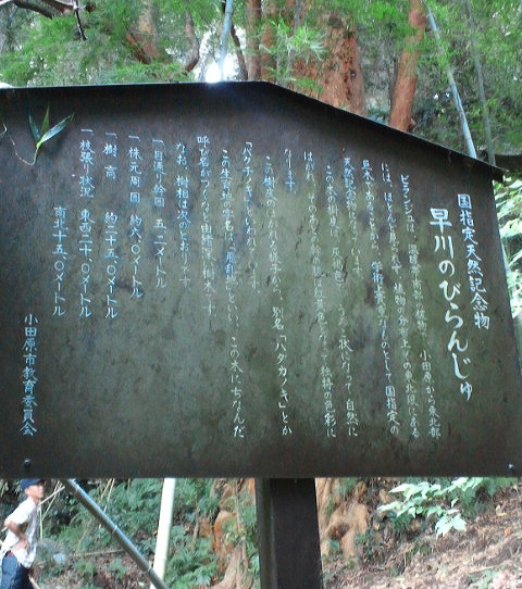 小田原市早川のビランジュの木