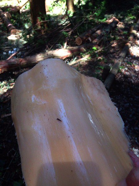 婦人画報さん取材