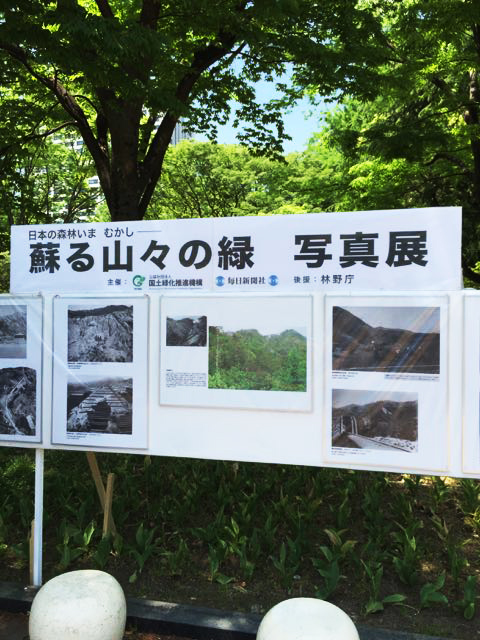 木のある暮らし