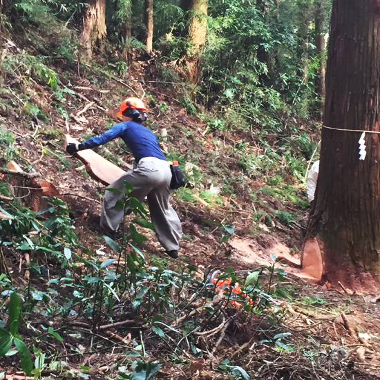 報徳二宮神社　表参道鳥居御用材伐採式に出席しました。