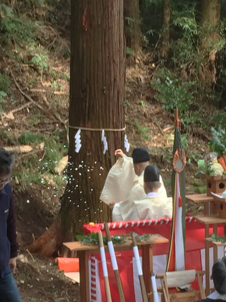 報徳二宮神社　表参道鳥居御用材伐採式に出席しました。