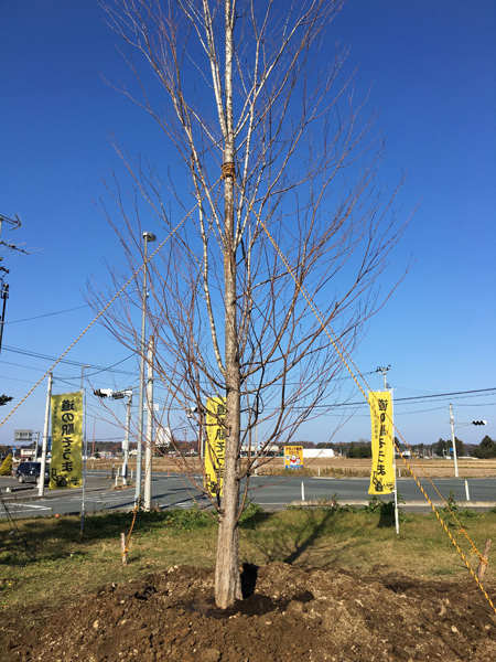 小田原 南相馬 桂の木
