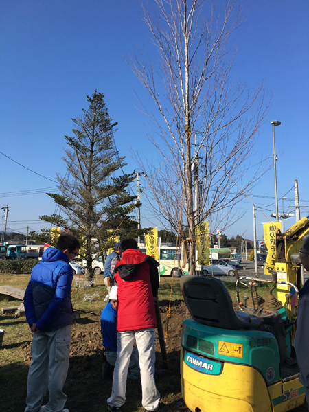 小田原 南相馬 桂の木