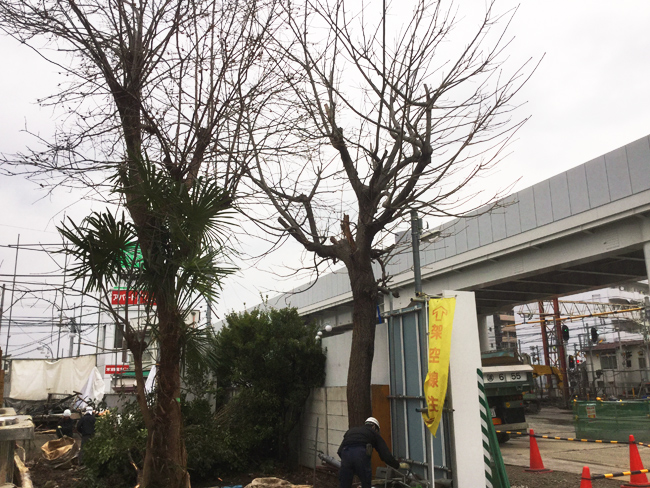 人見さんの庭の木　【伐採】