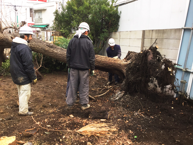 人見さんの庭の木　【伐採】