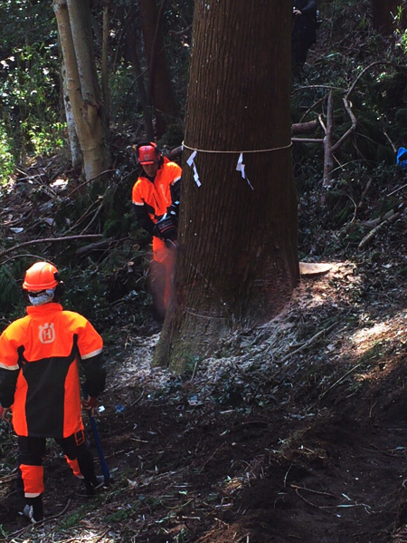 平成28年2月7日（第3回御用材伐採式）