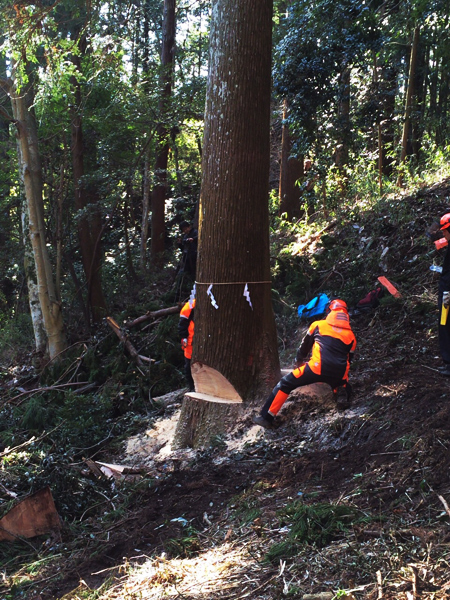 平成28年2月7日（第3回御用材伐採式）