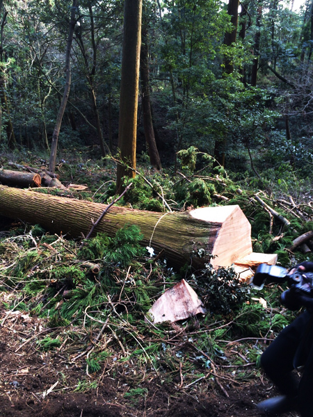 平成28年2月7日（第3回御用材伐採式）