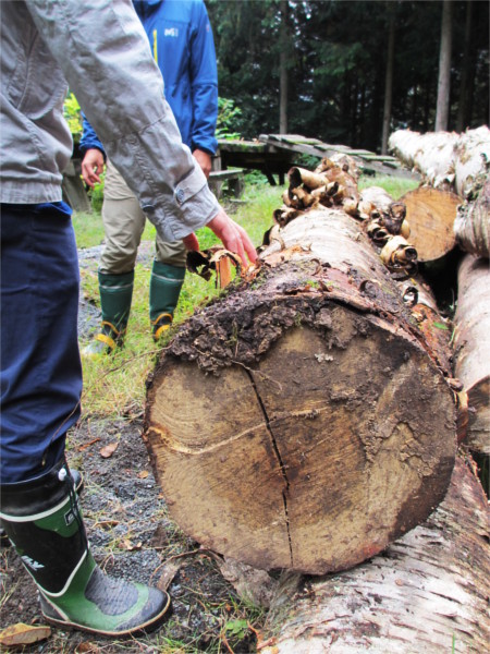 サントリーさんの育林材（プロジェクト）でタンブラーを作製しました。