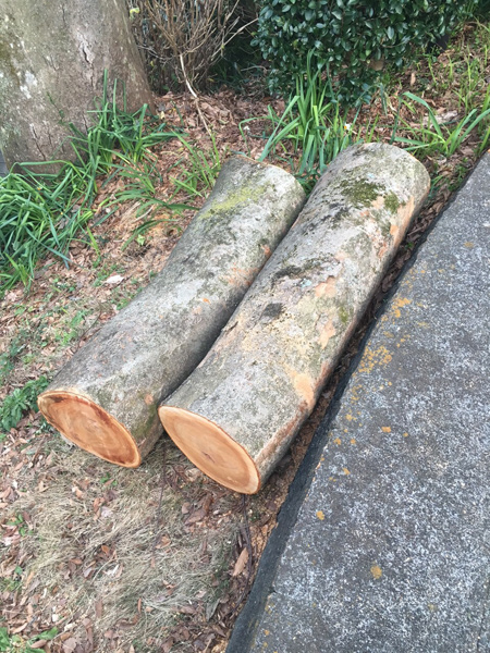 思い出もくもく企画：武藤さんのお庭の木