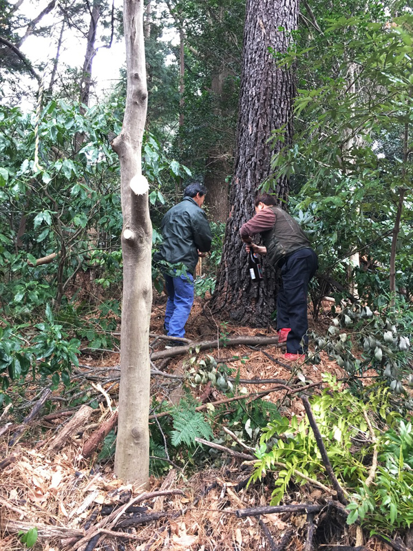 思い出もくもく企画：横浜国立大学の隣接地【伐採準備】