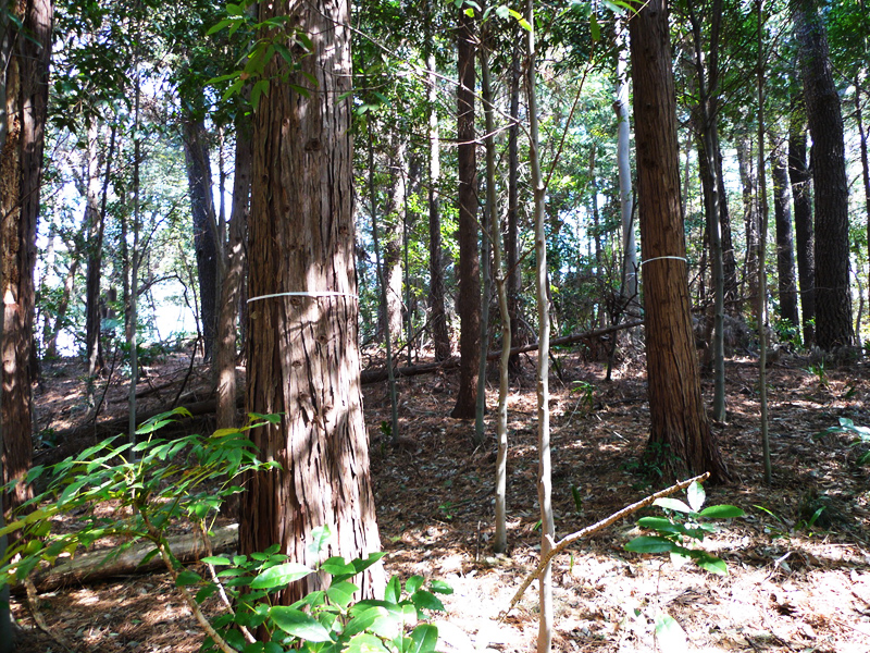 思い出もくもく企画：横浜国立大学の隣接地【伐採準備】
