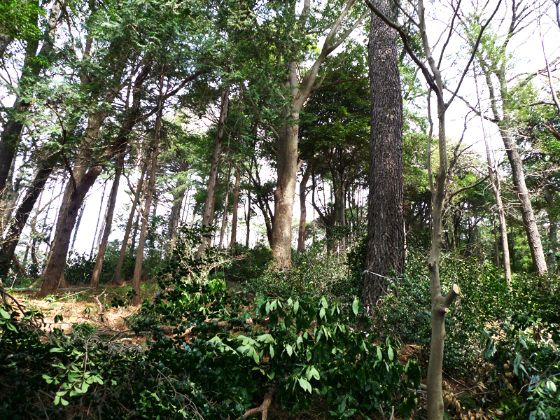 思い出もくもく企画：横浜国立大学の隣接地【伐採】