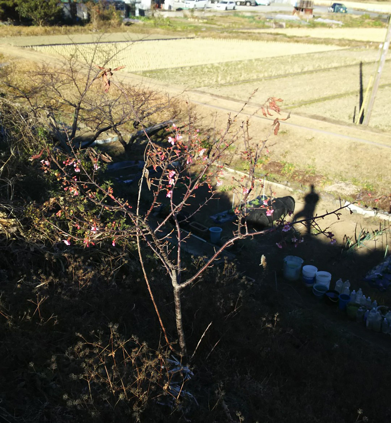 土手に植えた河津桜が今年も咲きました。