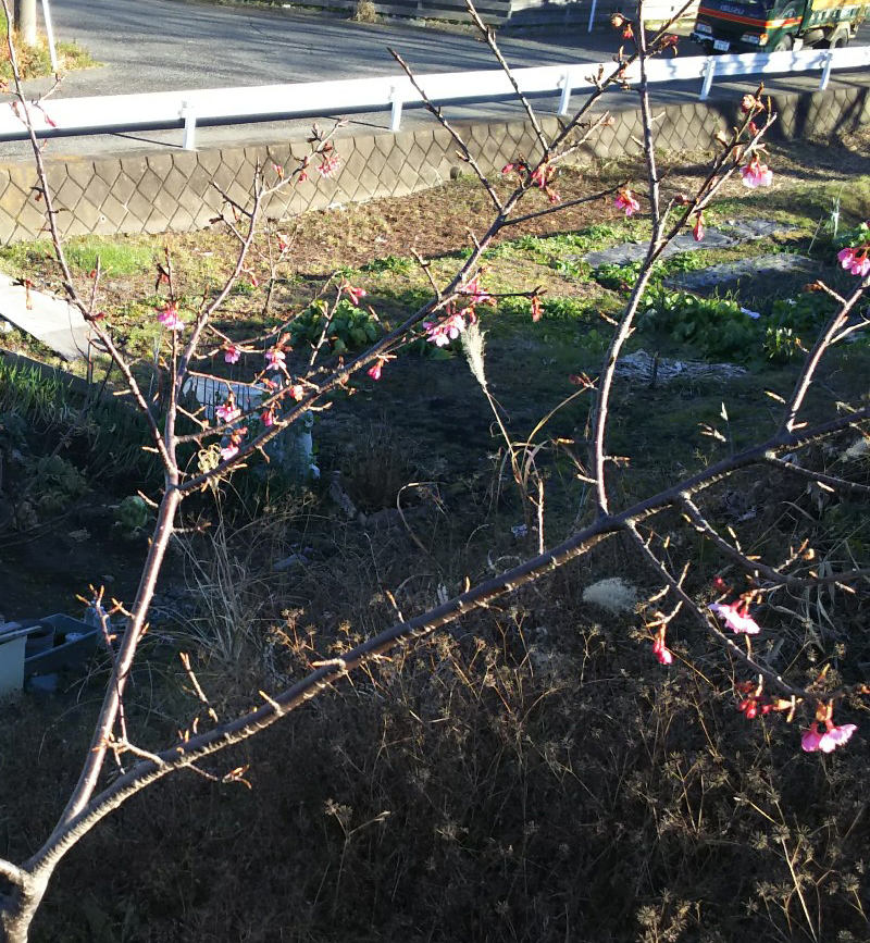 土手に植えた河津桜が今年も咲きました。