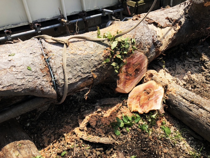 思い出もくもく企画:宅地造成で伐採した木【伐採】