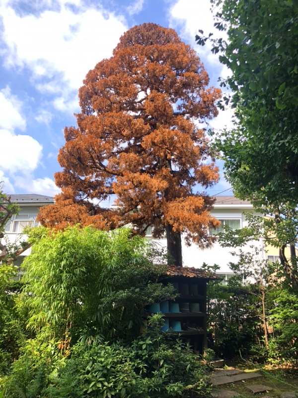 思い出もくもく企画:鎌倉 常楽寺さんのビャクシン【伐採】