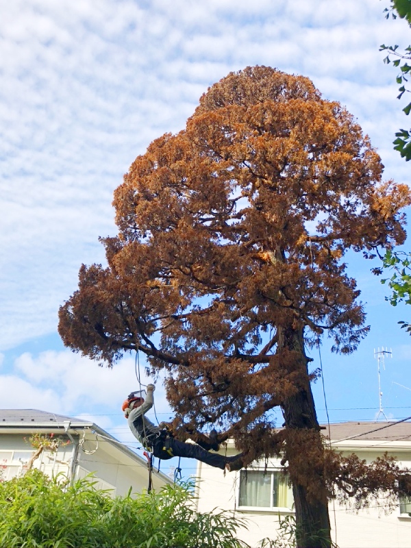 思い出もくもく企画:鎌倉 常楽寺さんのビャクシン【伐採】