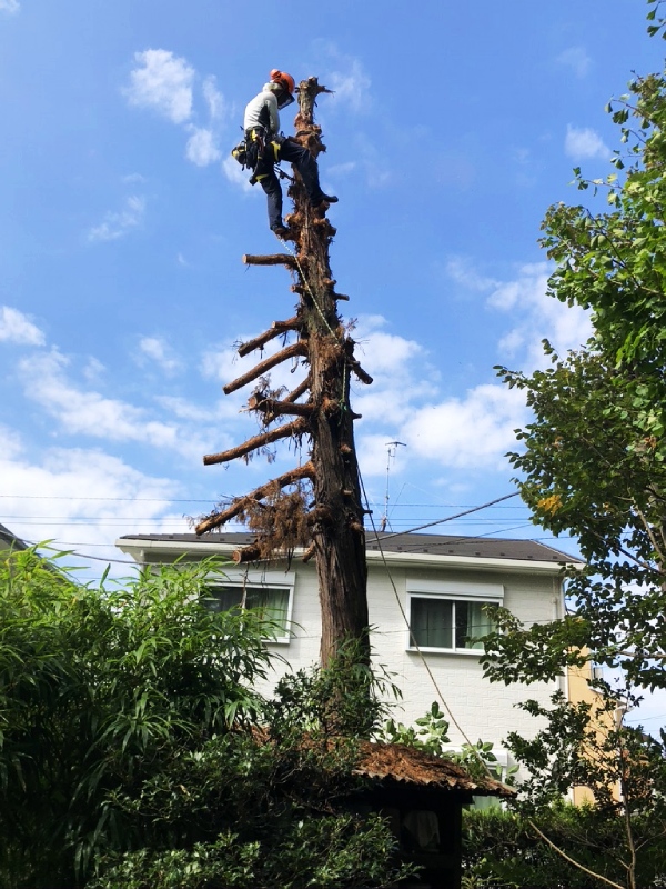 思い出もくもく企画:鎌倉 常楽寺さんのビャクシン【伐採】