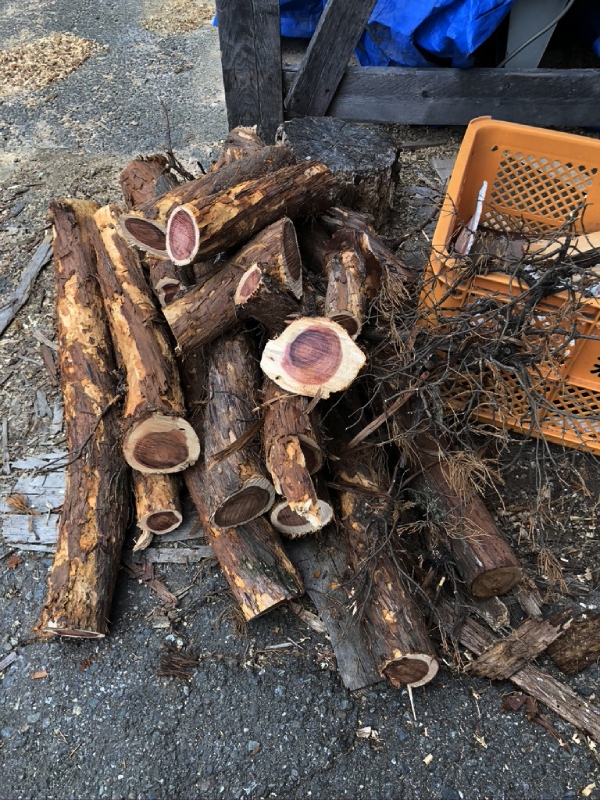 思い出もくもく企画:鎌倉 常楽寺さんのビャクシン【伐採】