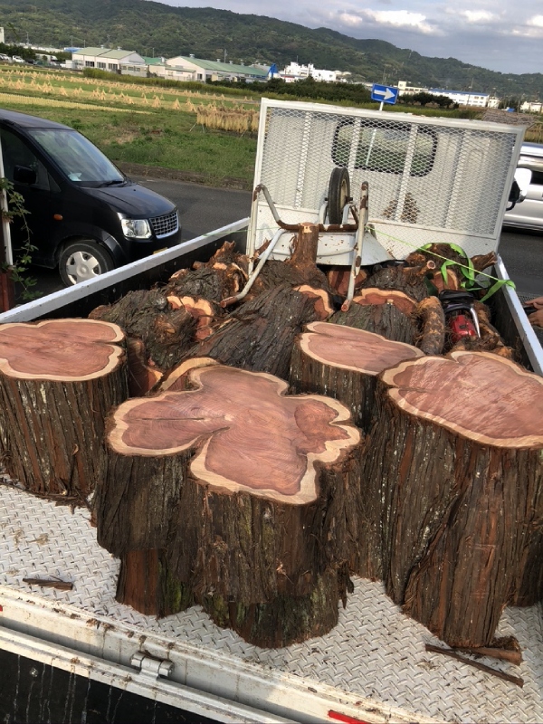 思い出もくもく企画:鎌倉 常楽寺さんのビャクシン【伐採】