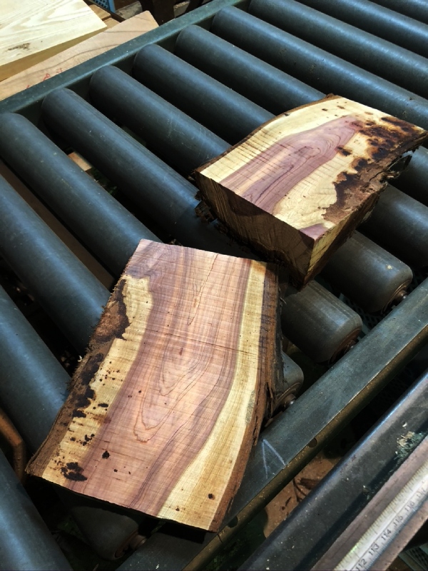 思い出もくもく企画:鎌倉 常楽寺さんのビャクシン【伐採】