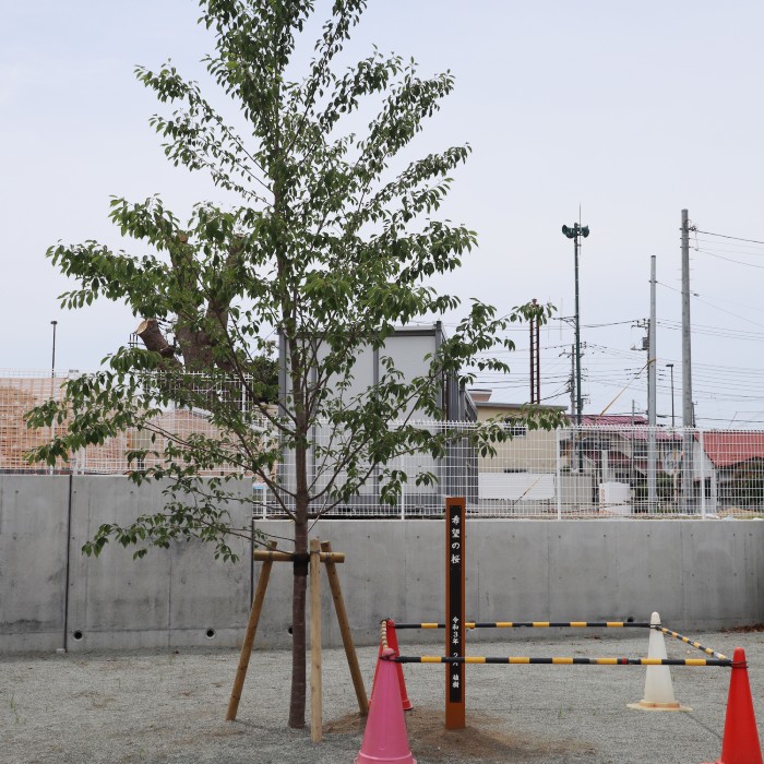 小田原市立酒匂小学校の標柱を作製