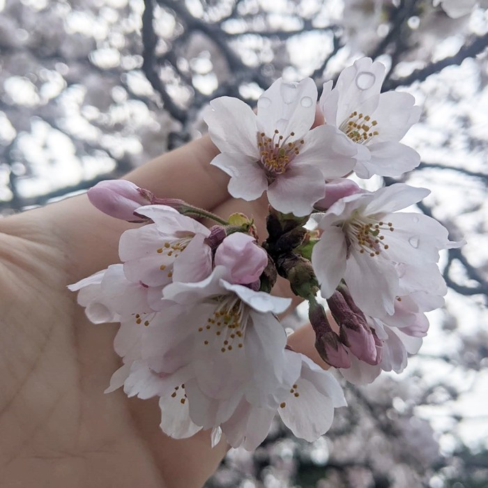 小田原城の常盤木門金属プレートの製作