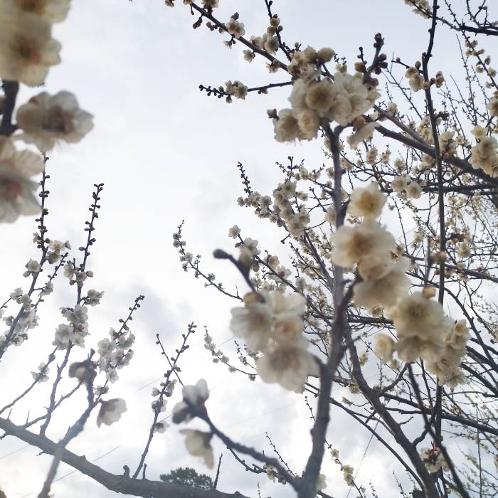 【OEM】小田原城の常盤木門金属プレートの製作