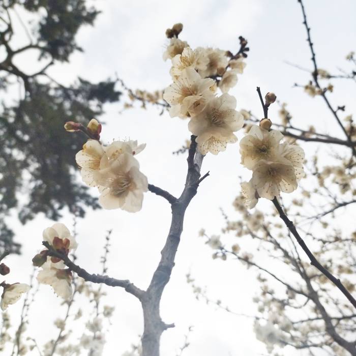 【OEM】小田原城の常盤木門金属プレートの製作