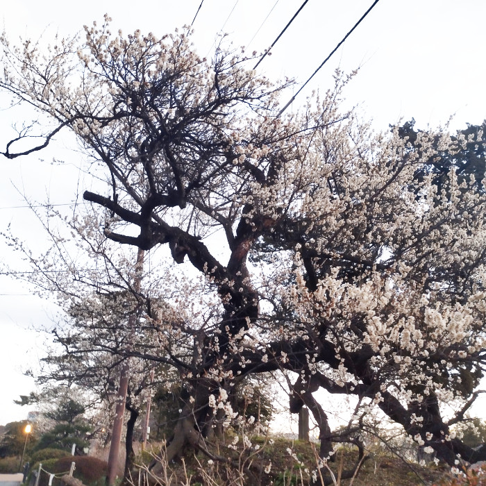 【OEM】小田原城の常盤木門金属プレートの製作