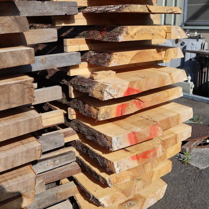 小田原のクスとマツ