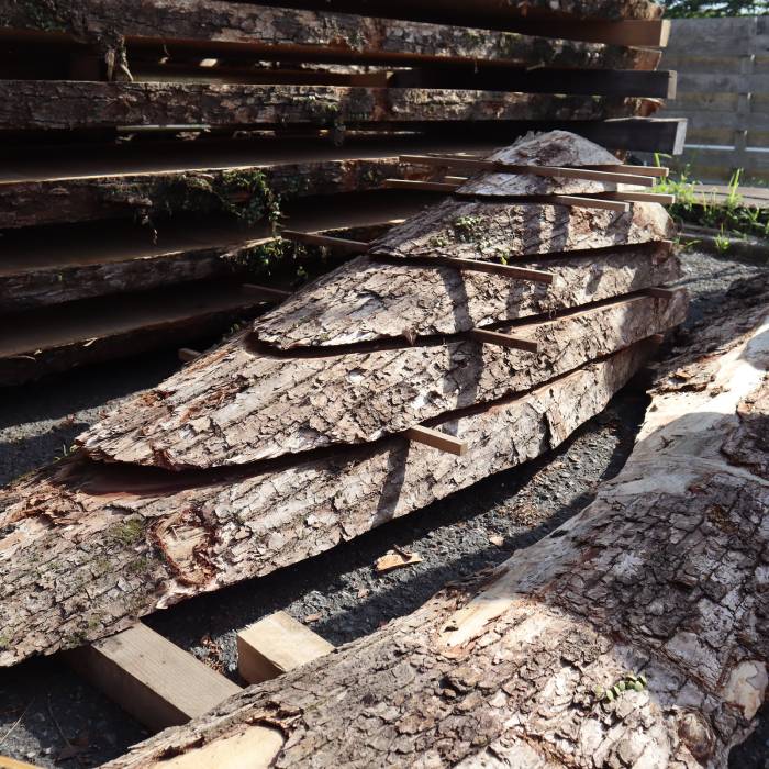 小田原のクスとマツ